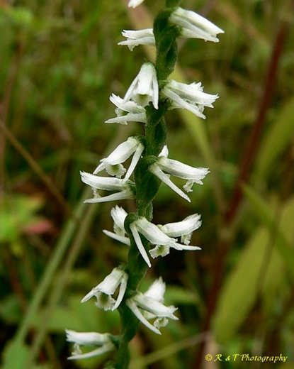 {Spiranthes lacera var. gracilis}